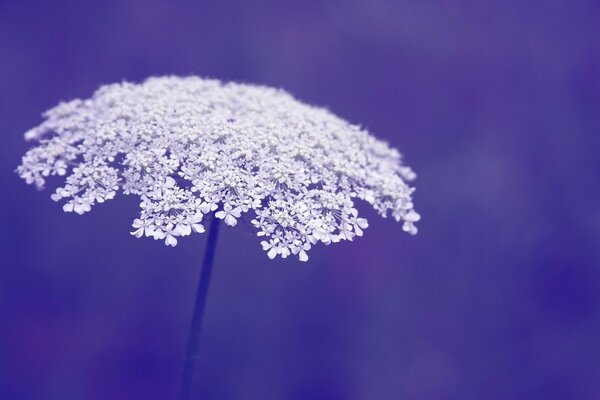 Makrofoto von weißen Blumen auf einem violetten Hintergrund