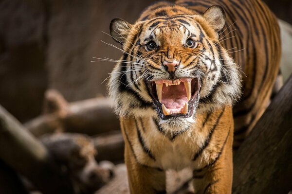 Das böse Grinsen des Tigers. Der Tiger knurrt