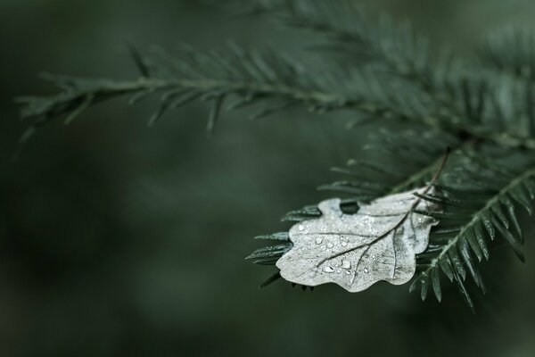 Oak leaf on a fir branch