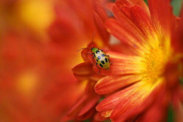 Käfer auf einer schönen orangefarbenen Blume