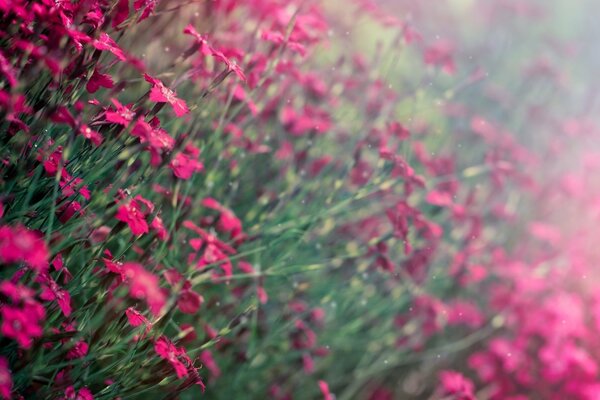 Blurred background of pink flowers in the field