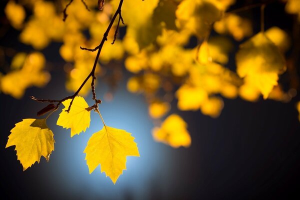 Hojas de otoño a la luz de la Luna