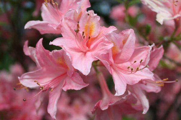 Pink lily flowers macro photo