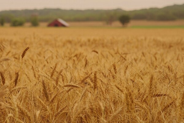 Champ de blé avec des épis de grains inclinés