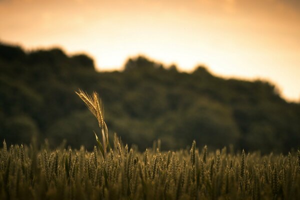 Spighette di grano solitario sul campo