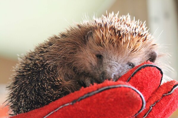 Cute hedgehog sleeps in a red glove