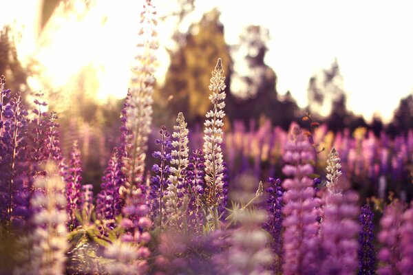 Foto estiva di lupini rosa e lilla