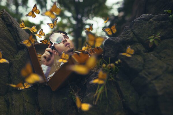 Yellow butterflies guy forest