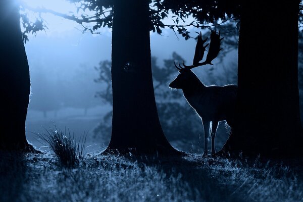 Night forest, silence in the forest