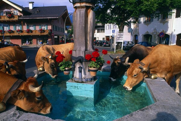 Das Wasser der Alpenkühe aus dem Brunnen