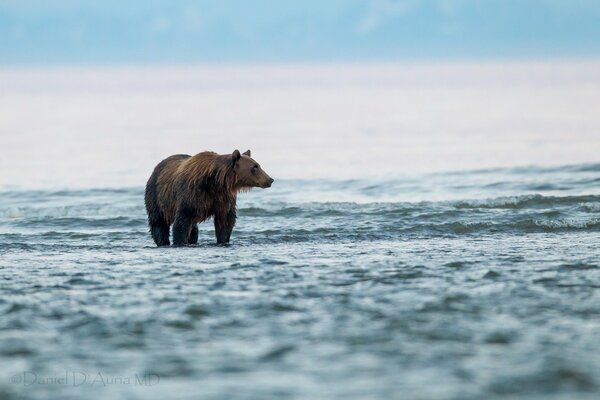 Ours et promenade sur le lac