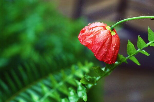 Dew drops on a poppy flower