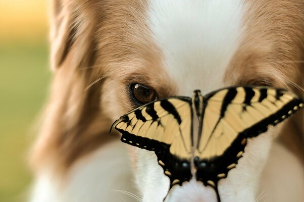 Der Schmetterling konnte nicht an dieser süßen Schnauze vorbeifliegen