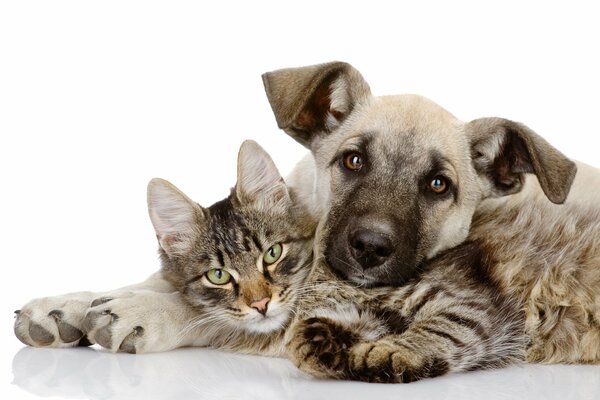 Linda foto de amigos: gatito y cachorro