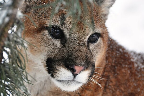 Hermosa foto de Puma en el bosque