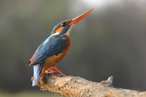 Un uccello bello e insolito su un ramo