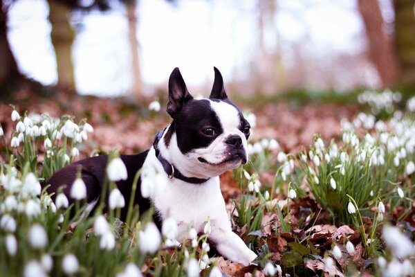 L humeur printanière de mon chien