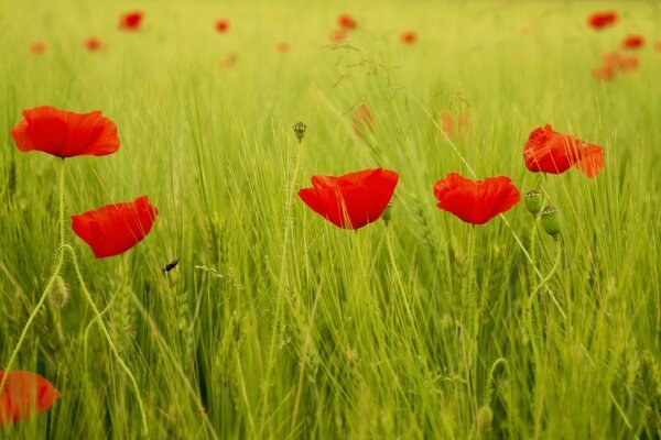 Red poppy in a green field