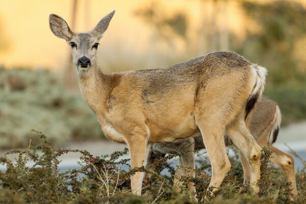 L incredibile grazia e lo sguardo di Dani nel seno della natura