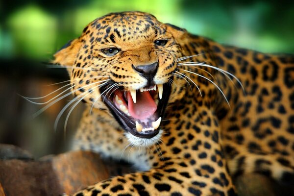 La furia del gato salvaje. El mal hocico del leopardo