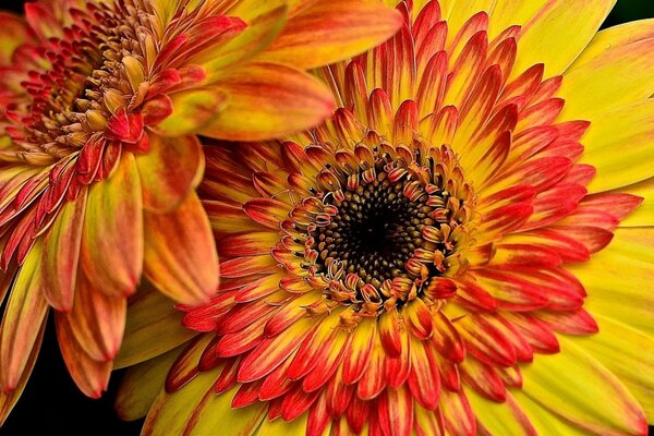 Économiseur d écran de fleurs de gerbera