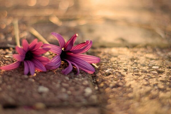 Blümchen Blumen liegen auf dem Asphalt