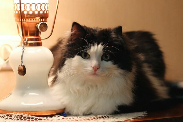 A fluffy cat is lying on the bedside table by the lamp
