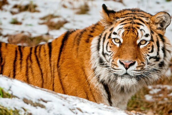 Tiger posiert vor dem Hintergrund des weißen Schnees
