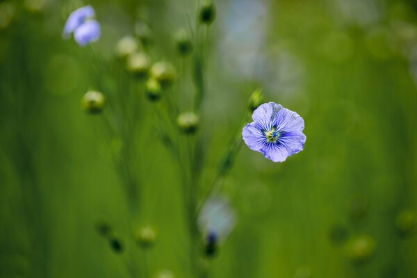 Lino azul en el campo verde