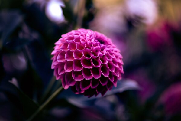 Foto macro de la flor de Dalia carmesí