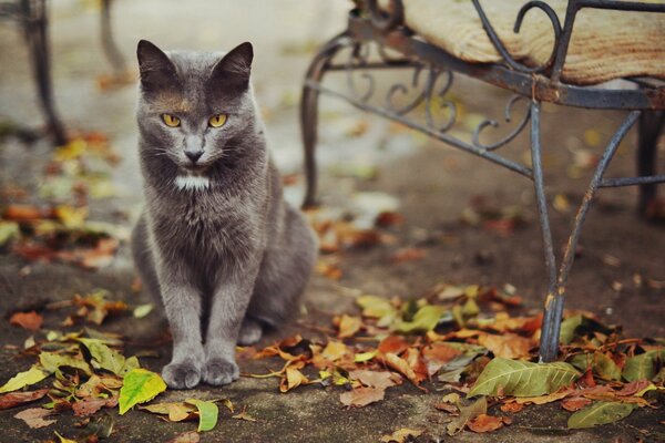 A graceful kitty is sitting near a bench in autumn