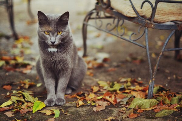 Un chat gracieux est assis près d un banc à l automne