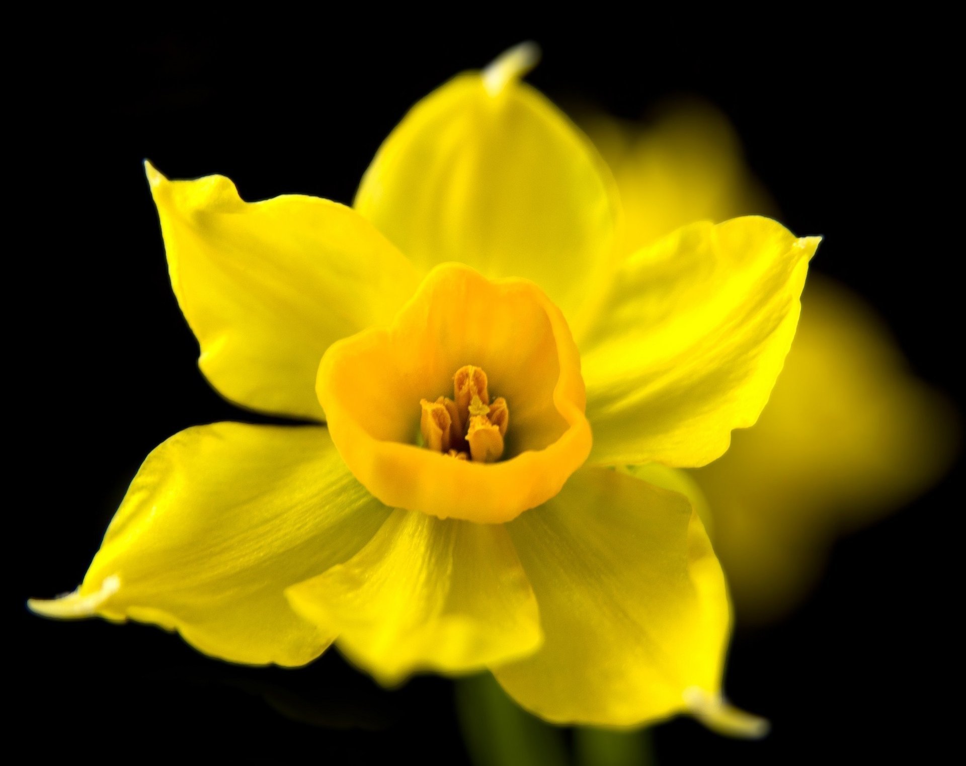 fleur narcisse printemps macro fond sombre jaune