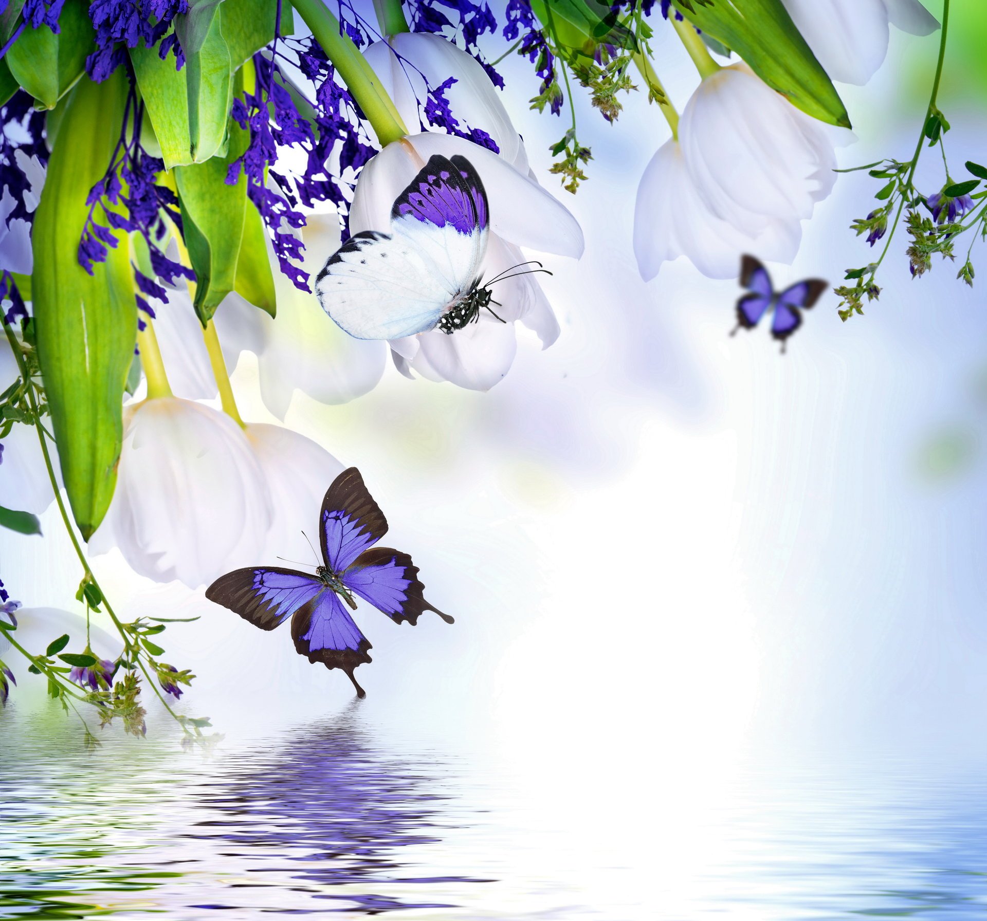 pring butterflies primavera blossom reflection flowers tulips purple water