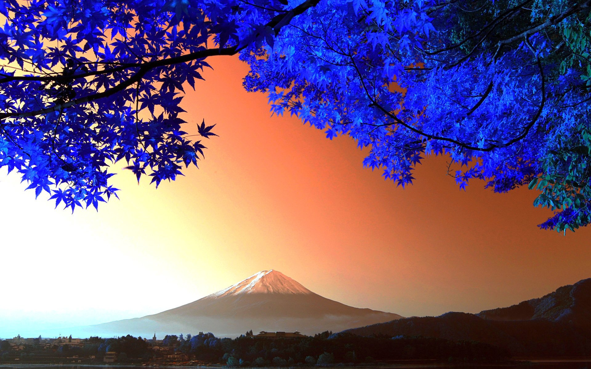 photographer japan fuji tree mountain leave