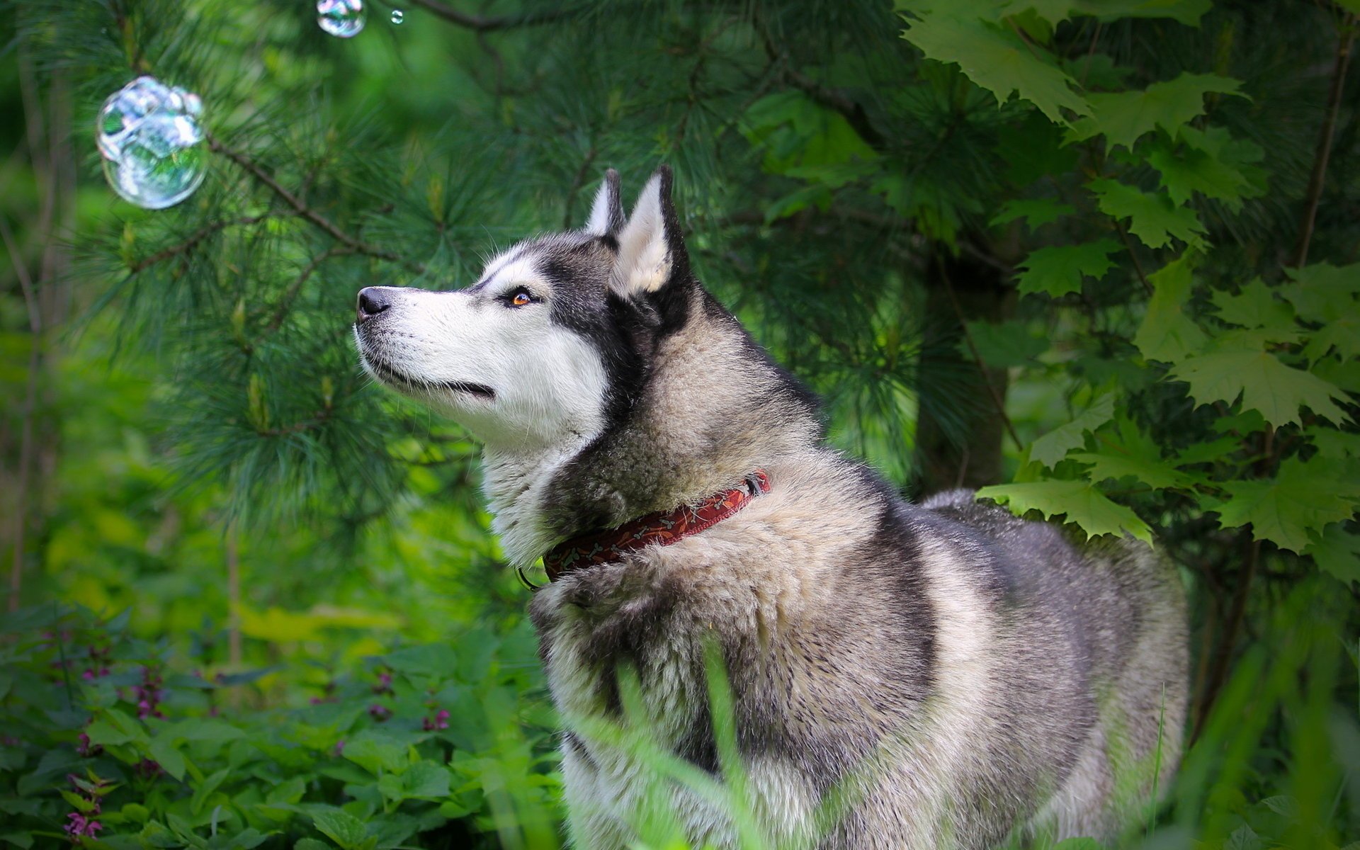 pies husky natura bańka spojrzenie