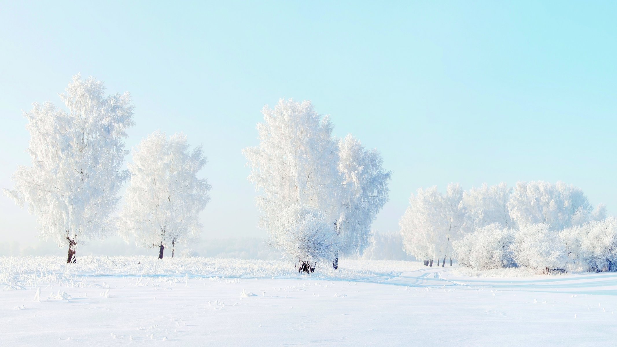 winter snow frost tree