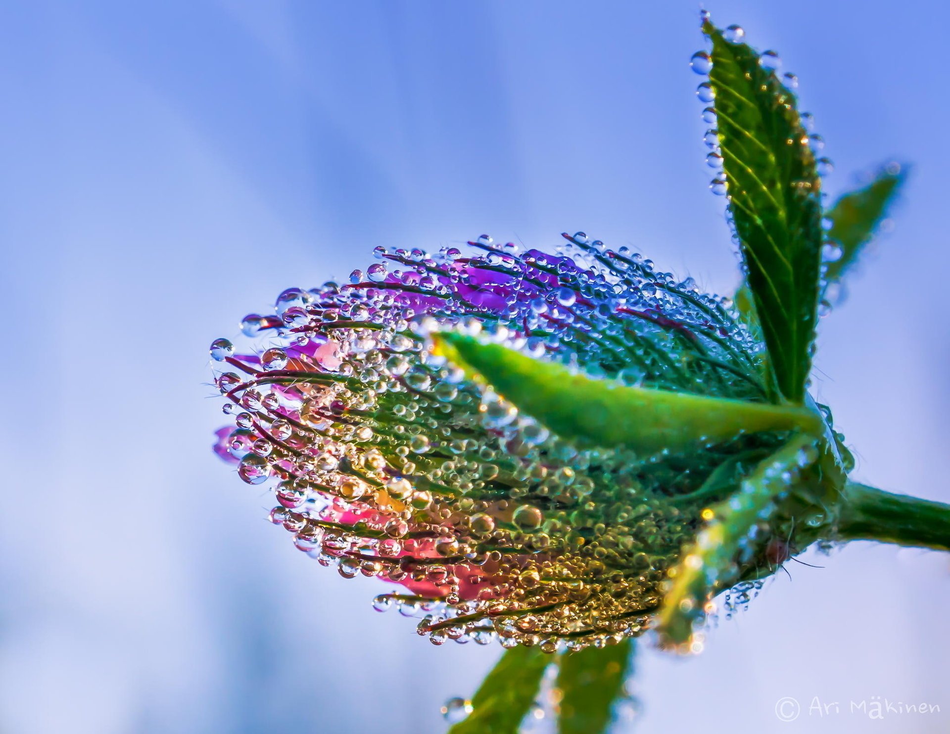 flower macro drops rosa clover