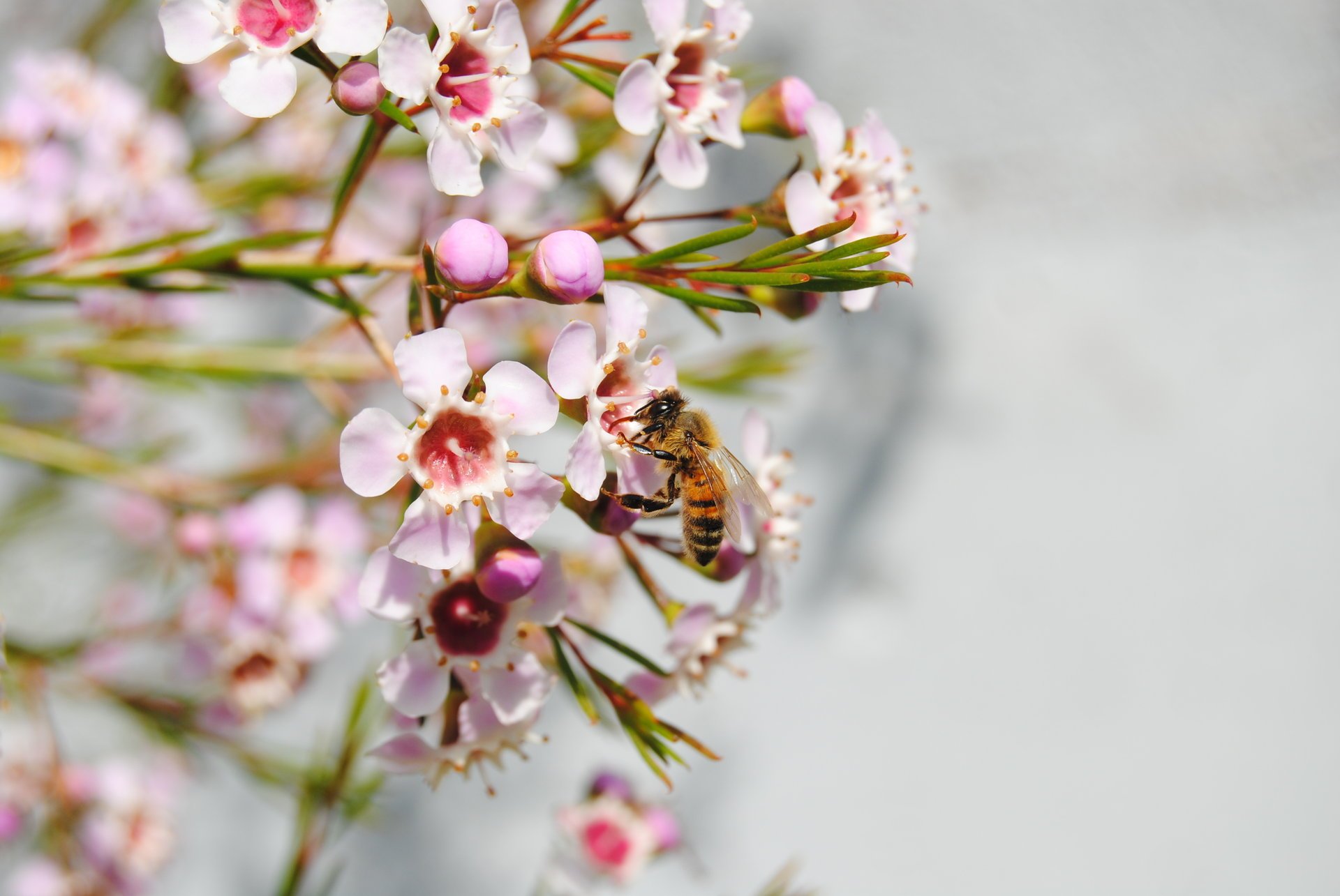 biene blume weiß rosa natur