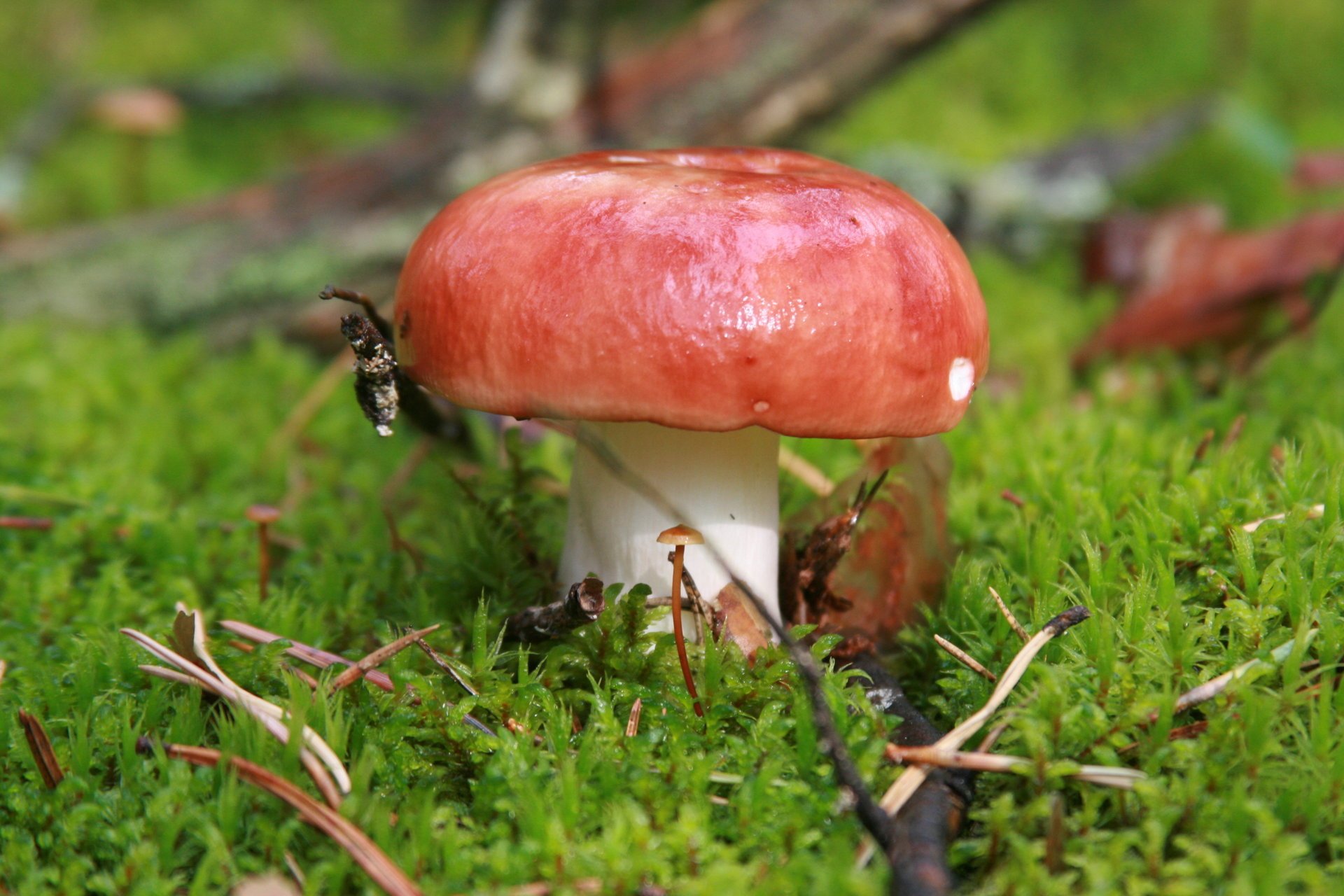 rousse gros plan nature plante champignons forêt champignon