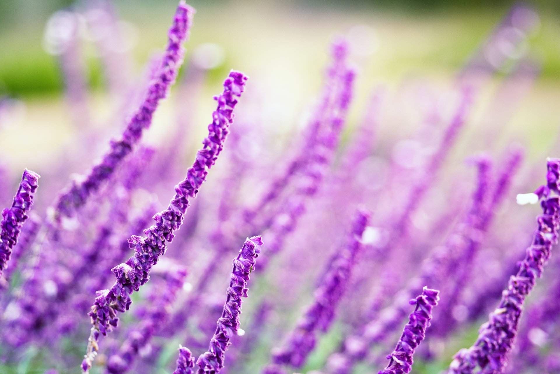 gros plan fond flou fleurs violet champ fleurs