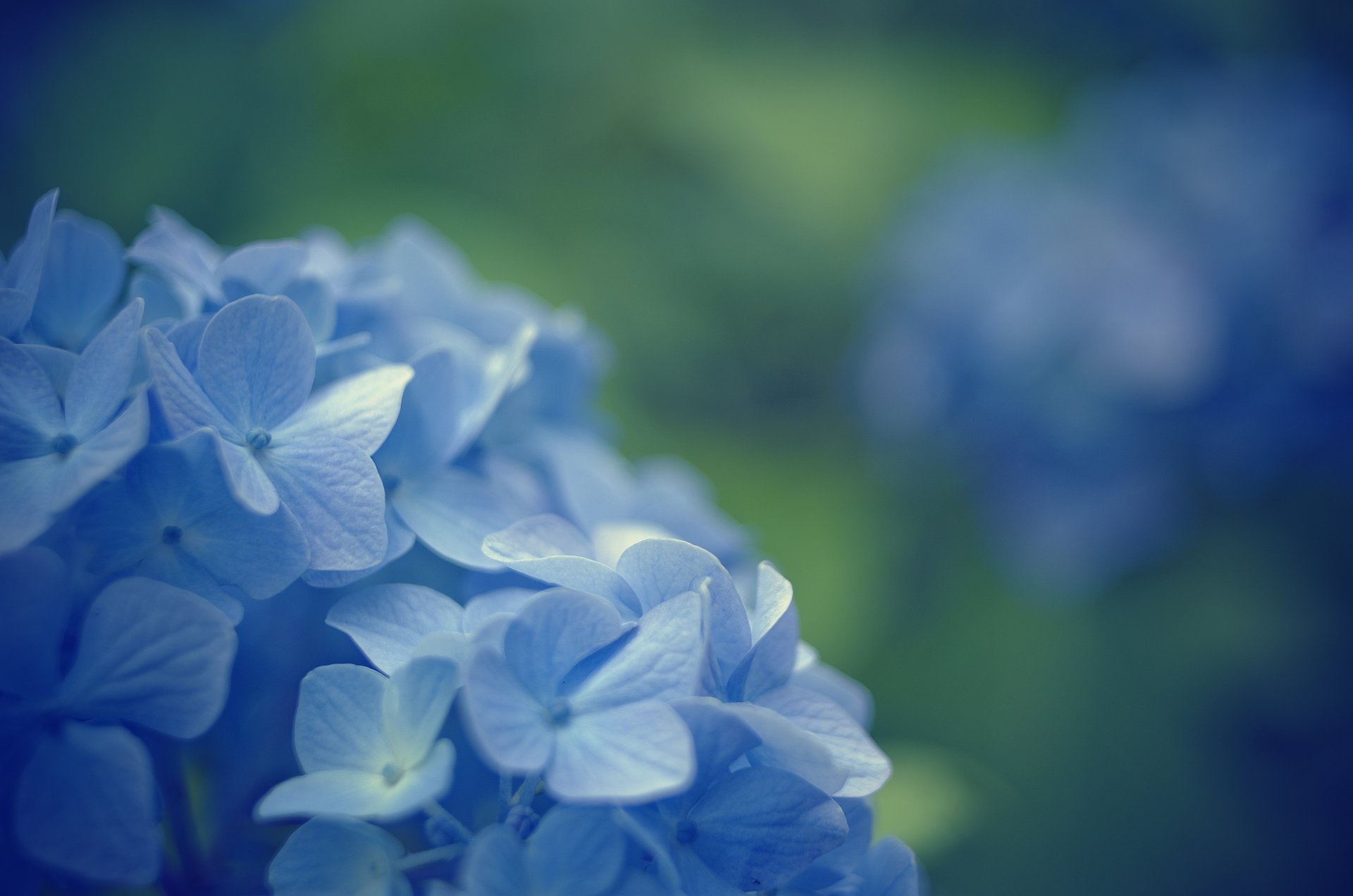 macro primroses flowers blur blue flowers background