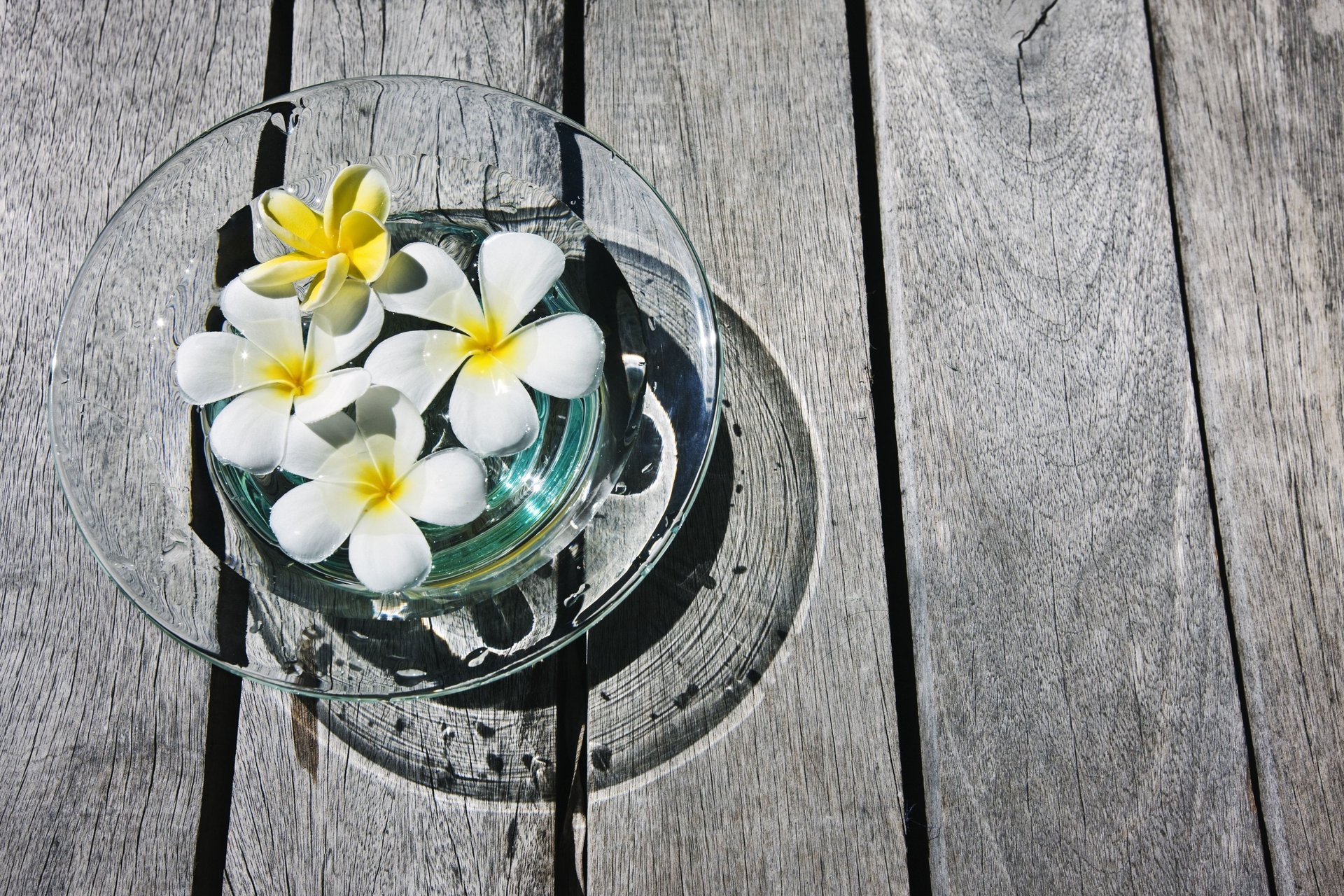 plumeria plumeria frangipani kwiatki kwiaty