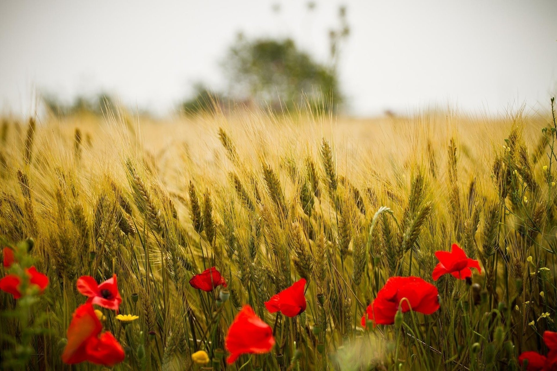 estate grano papavero