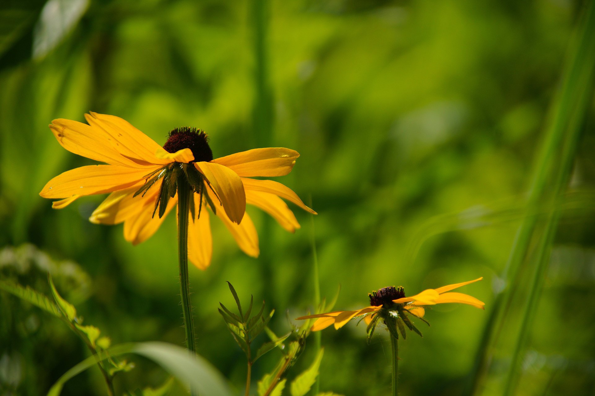 fleurs feuilles jaune fond herbe rudbeckia