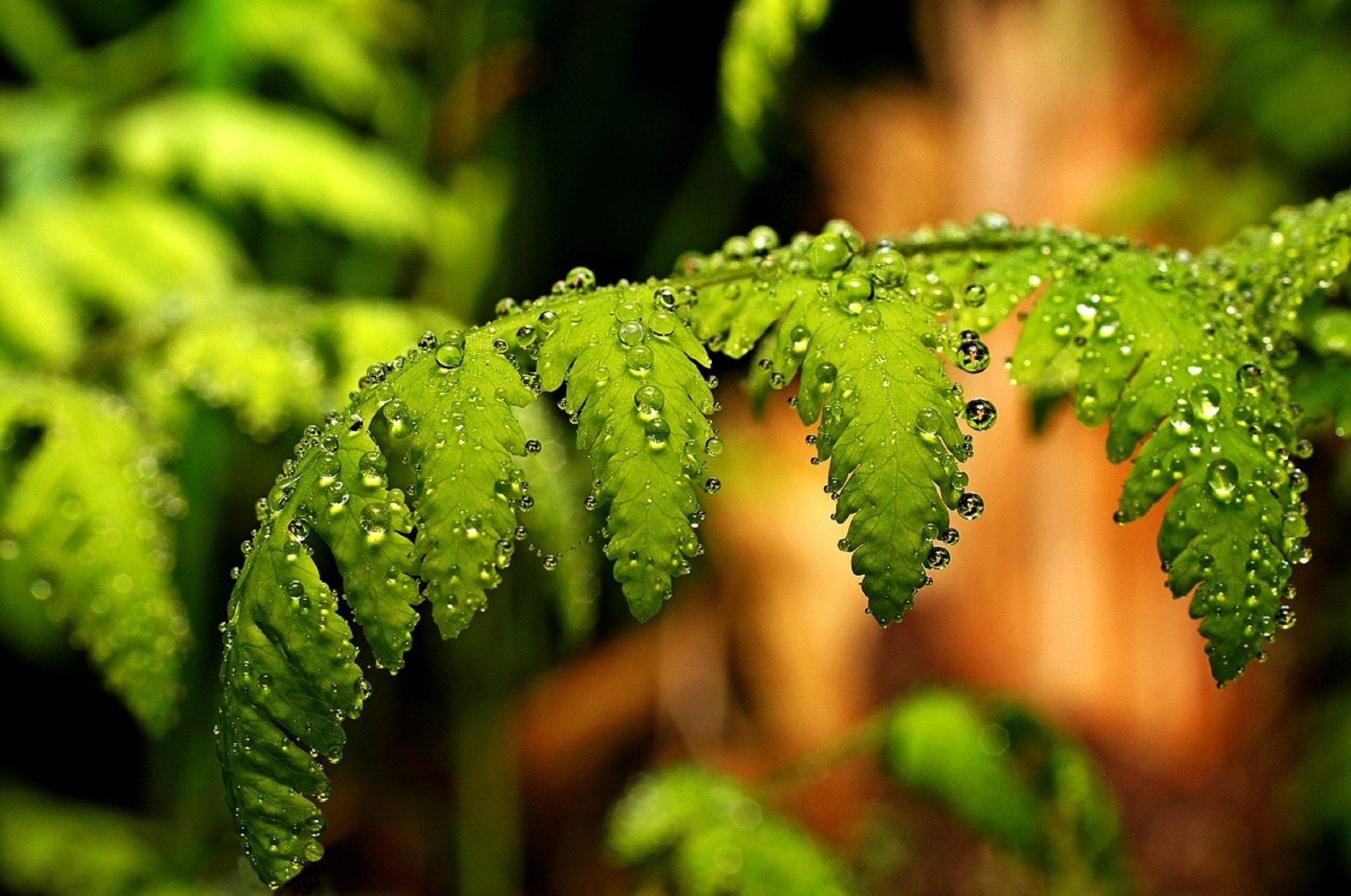 lluvia helecho gotas primer plano