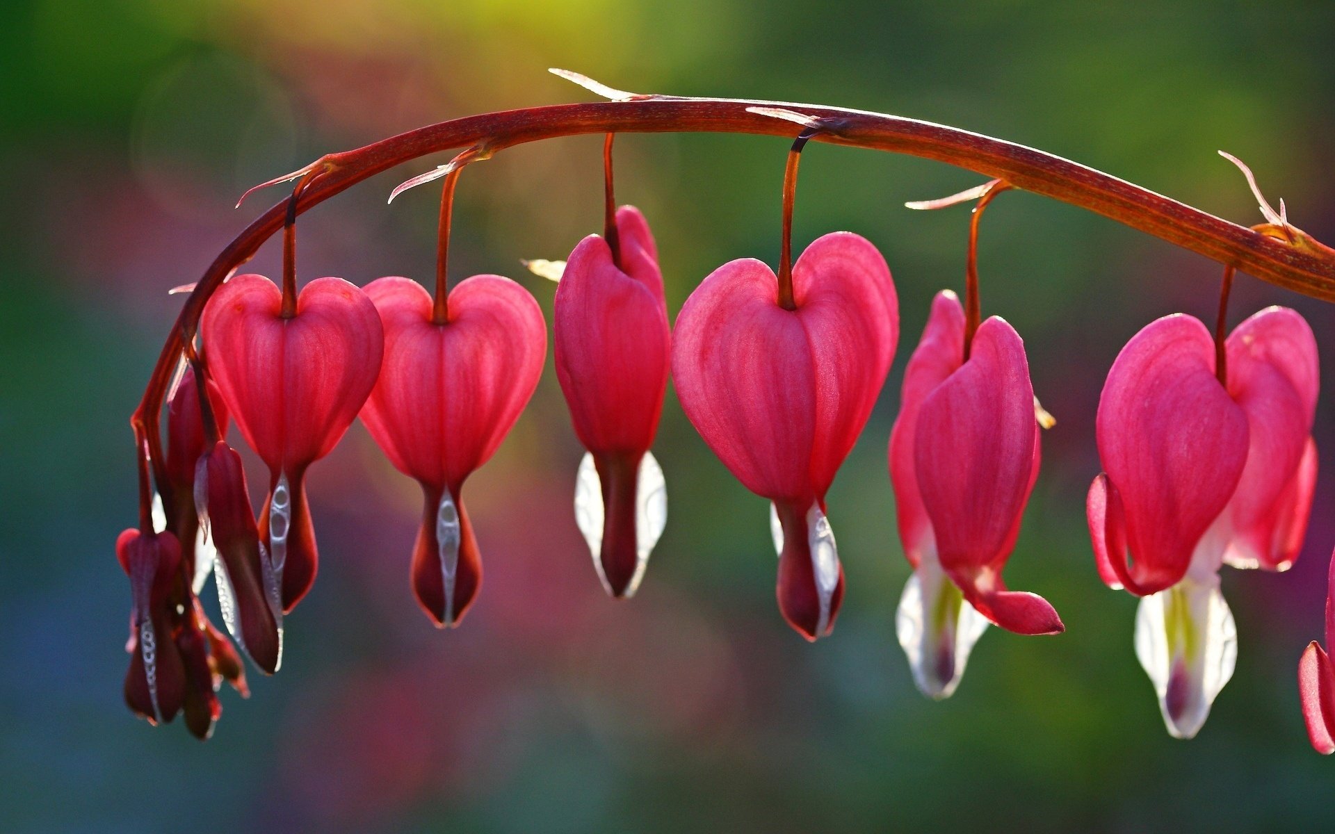 coeur brisé fleurs rose fleurs fleur