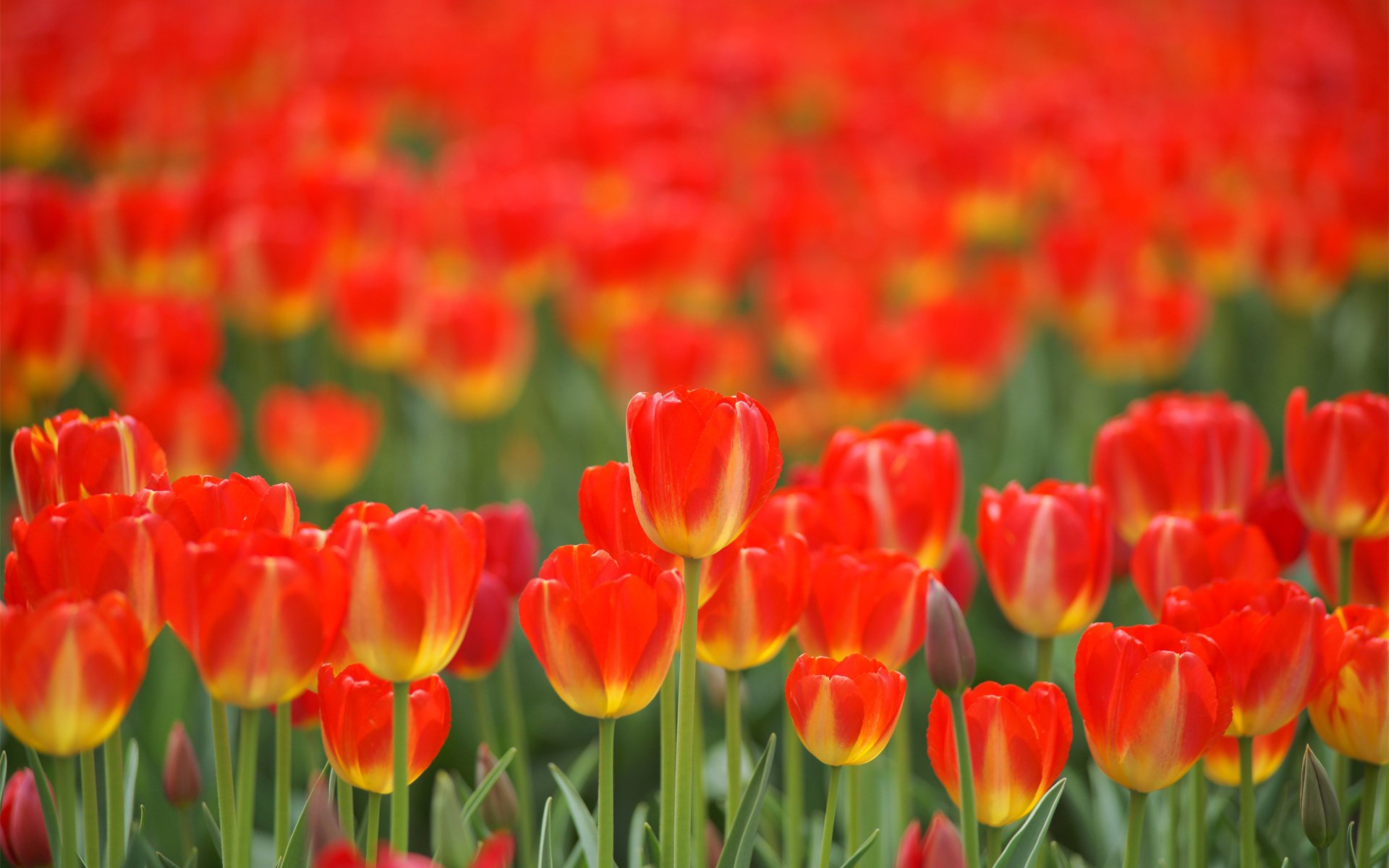 red tulips field spring flower