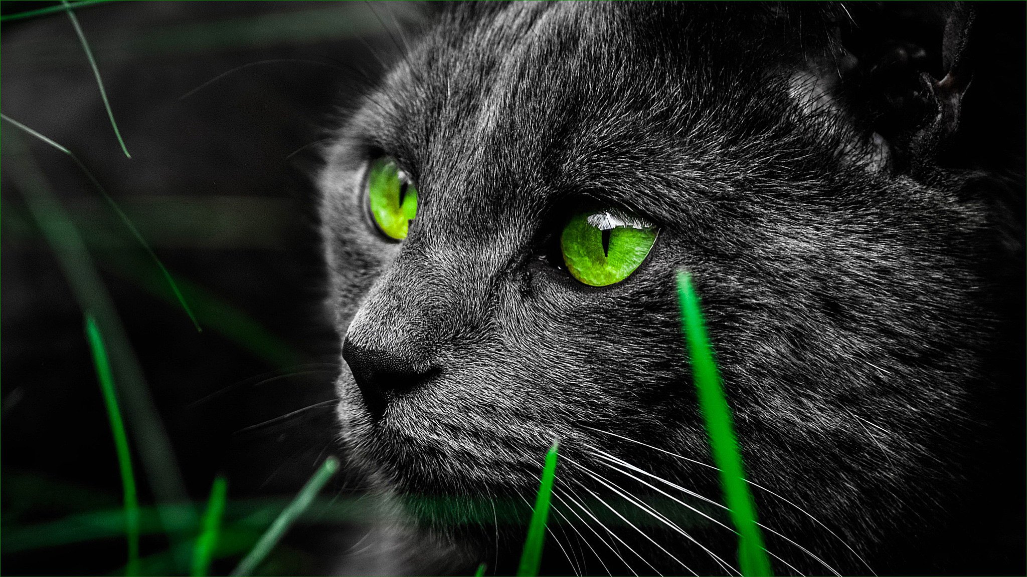 katze gras schwarze katze katze grüne augen schnurrbart