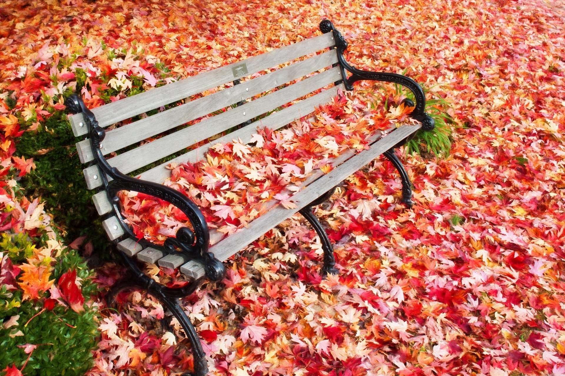 photographer beautiful nature autumn leaves shop square park